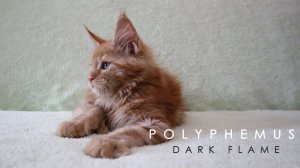 Polyphemus Dаrk Flаmе