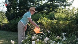 Чем Подкормить Розы Осенью, Чтобы Они Удивили Нас Своим Цветением Летом!