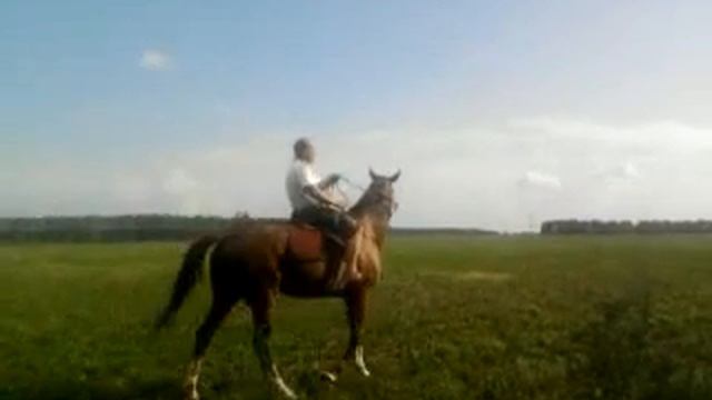 Мессалина-тракененка на продажу89521212660 смотреть онлайн