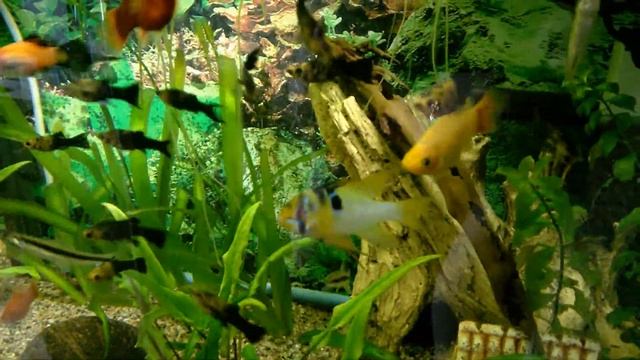 Моллинезии чёрно-золотые смотреть онлайн