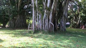 PAMPLEMOUSSES BOTANICAL GARDEN, MAURITIUS