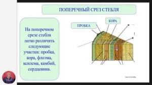 Биология, 7-й класс, Разнообразие стеблей. Строение и функции стебля