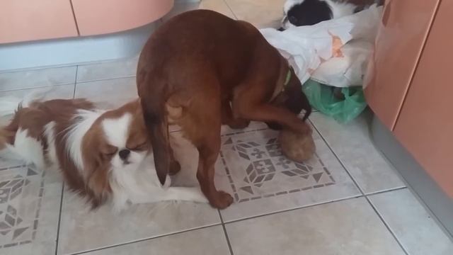 Когда у собак разгрузочный день))) смотреть онлайн