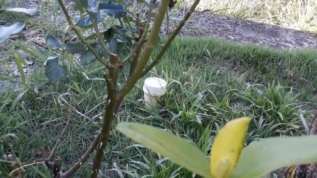 cattleya forbesii смотреть онлайн