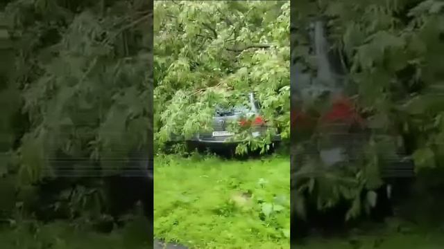 ❗⚡Одно снесенное ураганом дерево смогло упасть аж на 7 машин.⚡