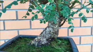 Бонсай Карага́на древови́дная лат  Caragána arboréscens жёлтая акация