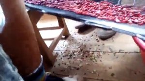 ЛЁГКИЙ СПОСОБ ПЕРЕБРАТЬ БРУСНИКУ