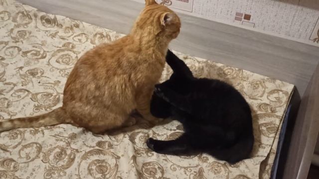 Котячьи игры.mp4 смотреть онлайн