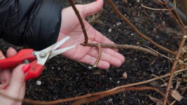 Pruning hydrangeas for big flowers - paniculata and smooth hydrangea смотреть онлайн
