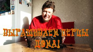 Выращиваем перец чили дома. Часть 2: посадка семян, три способа. Семена на рассаду!