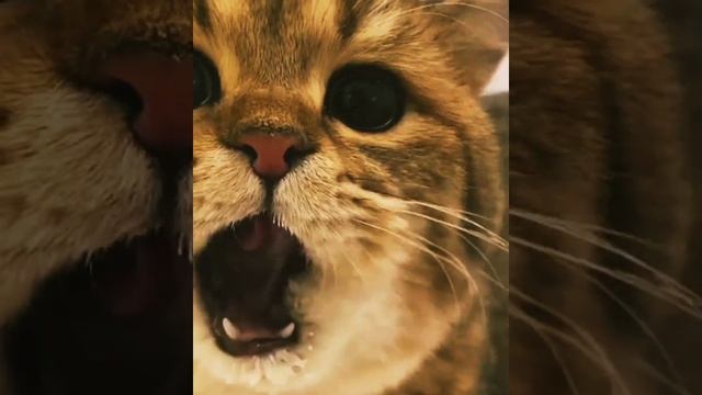 Веселая Подборка с Котиками ? Прикольные коты #приколыскотами
