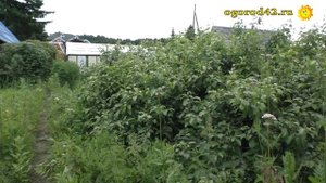 Яблоня-стланец размером  сто квадратов