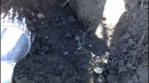 ПОСАДКА ЧЕРНОЙ СМОРОДИНЫ ОСЕНЬЮ. Что нужно знать