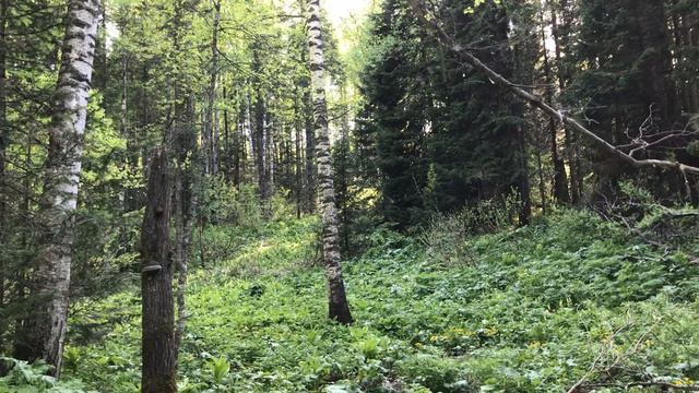 Весенний ручей смотреть онлайн