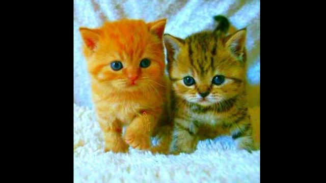Милые котики