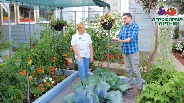 Вот это урожай в открытом грунте! Секреты полива и подкормки томатов смотреть онлайн