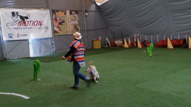 Шишакина Елена и лабрадор ретривер KENDI DOLL DELIVER смотреть онлайн