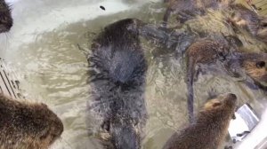 Массовый заплыв нутрий