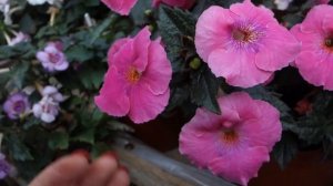 Ахименес Arletta Pink