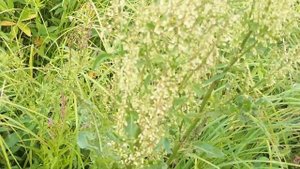 как поймать ящерицу