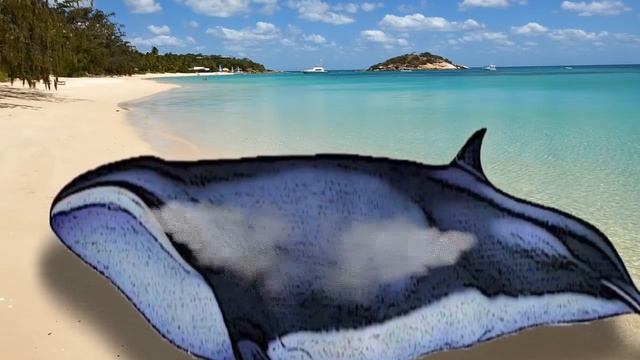 ПОЧЕМУ КИТЫ ВЗРЫВАЮТСЯ после смерти смотреть онлайн