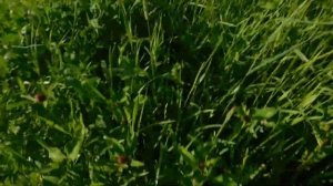 Сенокос 2022!Мотаем сенаж в пленку!Сколько рулонов получается и каким агрострейчем мотаем-СМОТРИ!!