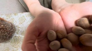 Краткий обзор урожая сортового фундука: Серена, Тамбовский, Московский рубин