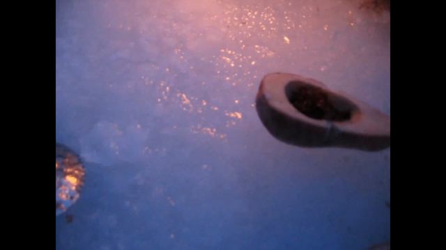 Мотыль в картошке через шесть дней хранения как свежий. смотреть онлайн