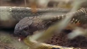 Змея ест змею и сбрасывает кожу