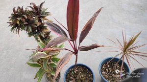 42. Hawaiian Ti (Dracaena) plant care and Propagation.