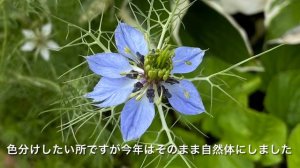 ニゲラ 育てやすい 素敵で可愛い 1年草 ペルシャンジュエル nigella｜｜FUWA Garden｜｜2022年8月28日