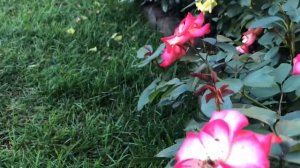 Rose Betty Boop. Floribunda Rose.