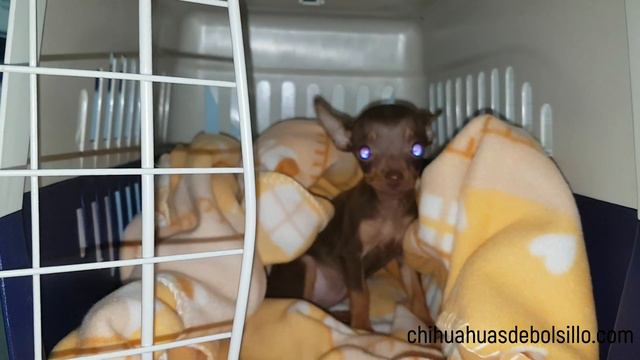 Envio de una Chihuahua de Bolsillo a Mazatlan - Enero 2019 смотреть онлайн
