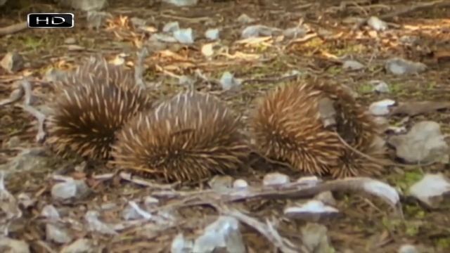 Ехидна - интересные факты смотреть онлайн