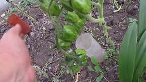 Как мы спасаем малину от дождей. Теплица. Лилии.