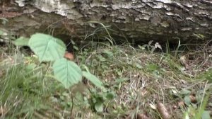 Собираем грибы! Август 2022 г. Тихая охота продолжается!