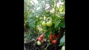 обзор томатов малиновое чудо все три серии Челябинск Сады России