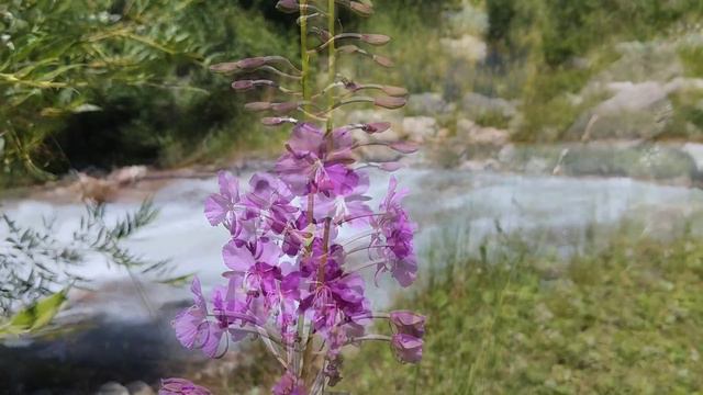 ШУМ ГОРНОЙ РЕКИ🌺 ЖИВОЕ ВИДЕО#nature of Kazakhstan смотреть онлайн