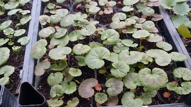 Пеларгония ( герань) от А до Я в природном земледелии. смотреть онлайн