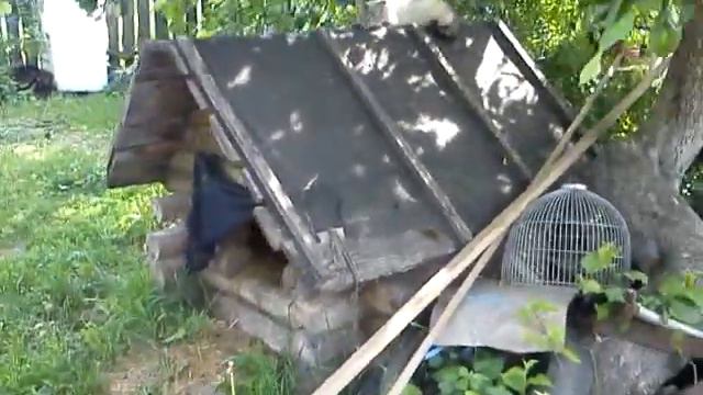 Кошка и будка смотреть онлайн