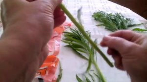 Сращивание двух томатов