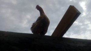 грабли для мотоблока своими руками//прораб курица