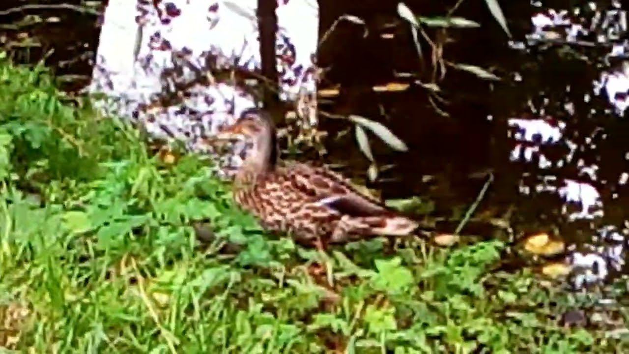 Утки в Кусково