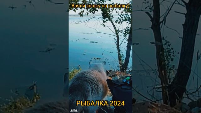 Рыбалка 2024 Взяли кошку на рыбалку