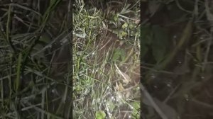 Лос-септик из бочек своими руками. С аэрацией. Выходящая вода.