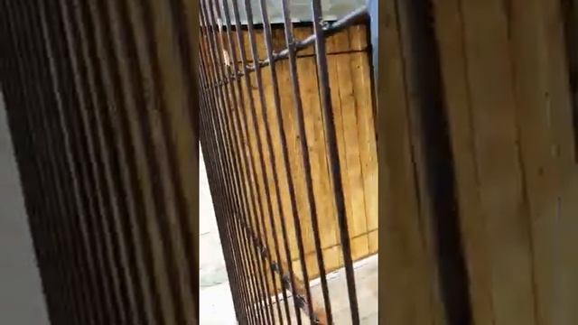 Вольер на колесах своими руками dog enclosure