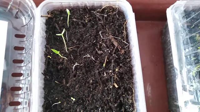 Перец, баклажаны на седьмой день после посева. смотреть онлайн