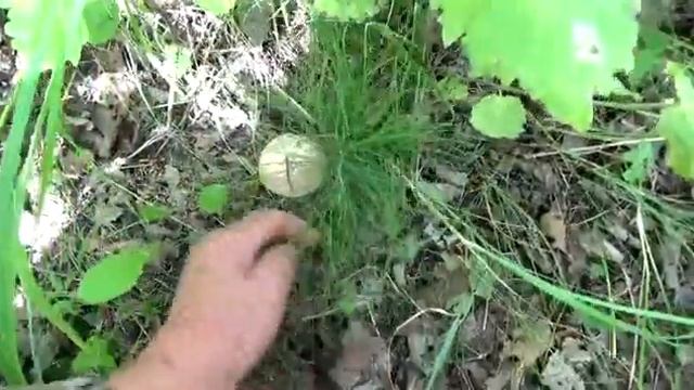 Снова в поисках грибов 24 августа 2022 смотреть онлайн