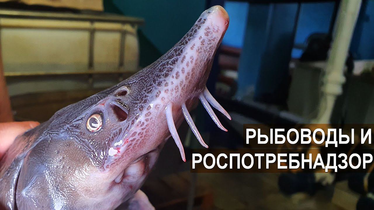 Рыбоводы и Роспотребнадзор. Акваферма Живой осетр.