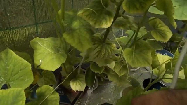 Продолжаю тестирование установки периодического затопления. Кратко от теплице ... текущие дела смотреть онлайн